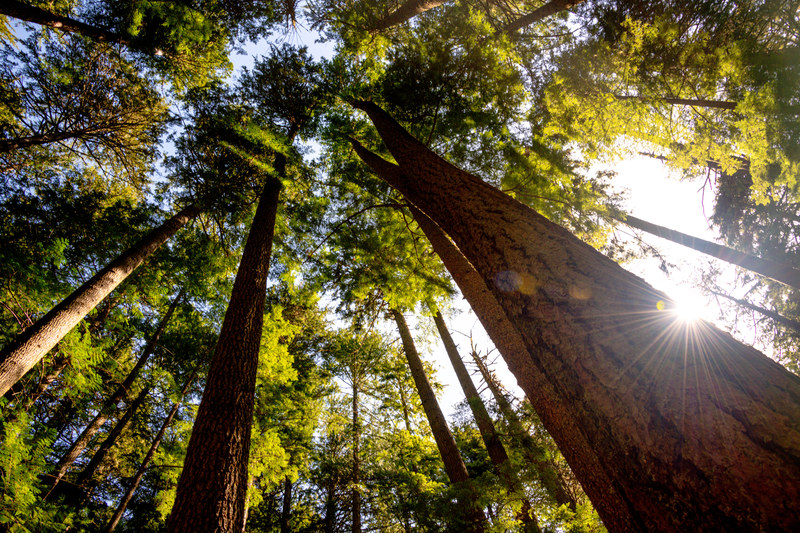 Looking up through Pacific Northwest forest canopy with sunburst breaking through the trees